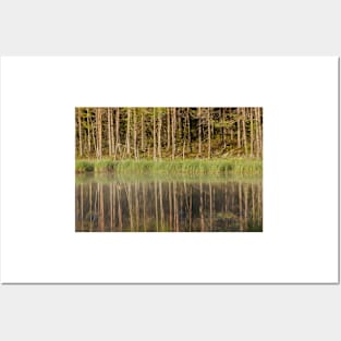 Forest reflecting to small lake at morning Posters and Art